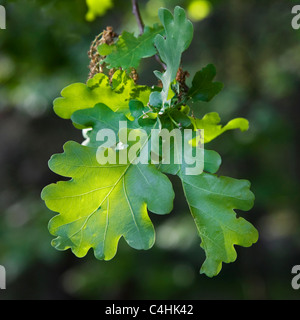 Pedunculate Oak / English oak (Quercus robur) leaves and male flowers, Belgium Stock Photo