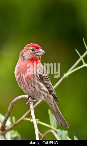 House Finch on branch. Stock Photo