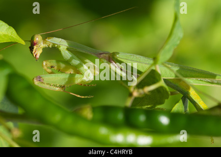 Giant Asian Praying Mantis Stock Photo