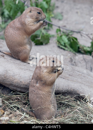 Two Prairie dogs are sitting back and eating. They are lined up in a row. Stock Photo
