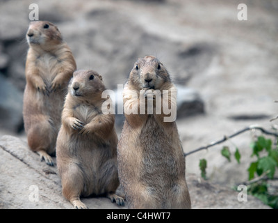 Three prairie dogs all in a row looking very inquisitive. Stock Photo