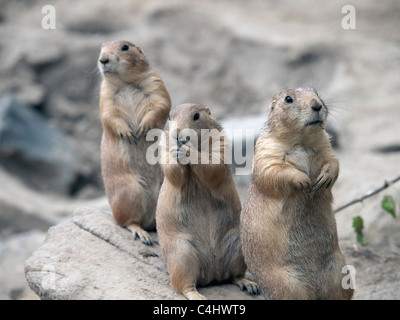 Three prairie dogs all in a row looking very inquisitive. Stock Photo
