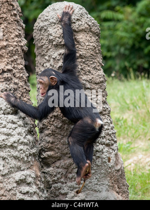 Baby chimpanzee is playing on fake ant hills at the zoo climbing and then jumping off. He his digging in a hole with a stick Stock Photo
