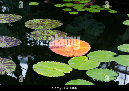 Abstract lily pads on pond water in a tropical hothouse. UK Stock Photo