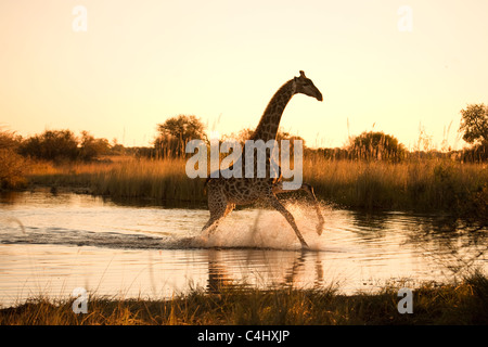 Giraffe (Giraffa camelopardalis) Running over a Flooded area in the Okavango Delta, Botswana Stock Photo