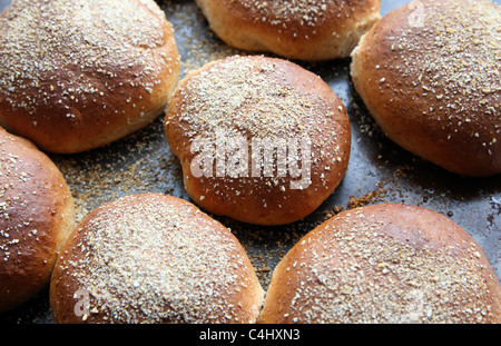 Freshly made wholemeal bread rolls on a baking tray just taken from the oven Stock Photo