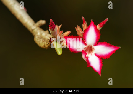 Impala Lily flower (Adenium multiflorum) in the Kruger National Park - South Africa Stock Photo