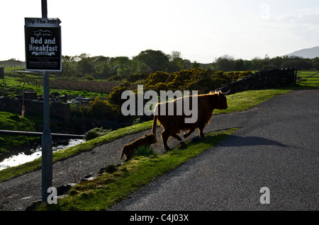 Highland cow with calf walking up the hill (next to an 'Up The Hill' B&B sign) in Duirinish, Highland Region, Scotland Stock Photo