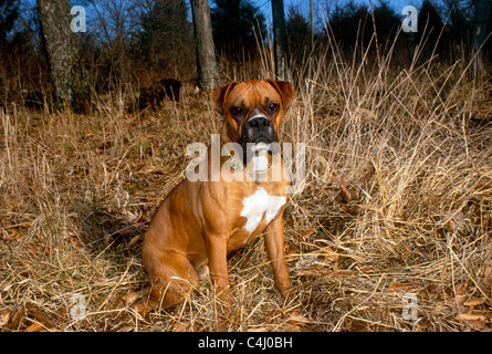 Boxer dog sits in fall grass looking regal, evening time, Midwest USA Stock Photo