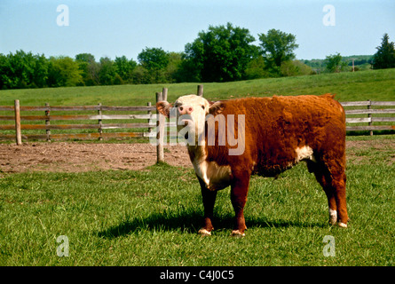 Polled Herford bull moos in field protesting loudly or calling out for what he wants, Midwest USA Stock Photo