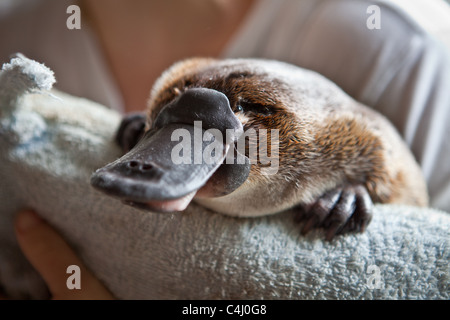 Platypus at Healesville Sanctuary, Australia Stock Photo