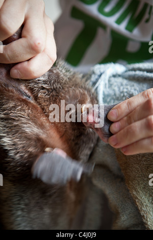 Keeper showing the spurs on a platypus at Healesville Sanctuary, Australia Stock Photo