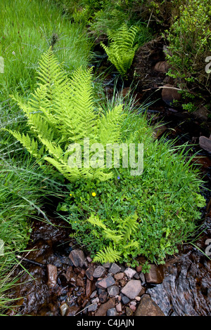 Lady Fern Athyrium filix femina growing beside a mountain stream in Wales Stock Photo