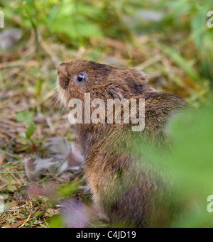 Water Vole Arvicola amphibius on the bank of the Cromford canal in Derbyshire Stock Photo