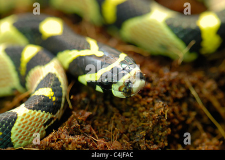 Mandarin rat snake Stock Photo