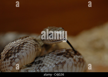 Coiled Grey Rat Snake flicking its tongue Stock Photo