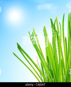 Fresh green grass macro border over blue clean sky background, healthy nature concept Stock Photo