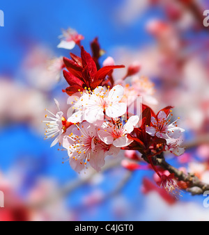 Cherry tree blossom flowers at spring over blue natural sky background