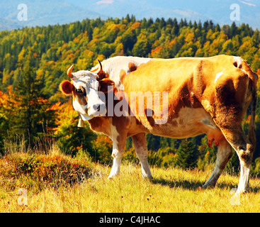 Cow grazing outdoors, healthy domestic animal on summer pasture Stock Photo