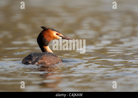 Great Crested Grebe courtship dance Stock Photo