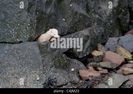 Albino Mink Hunting Stock Photo - Alamy