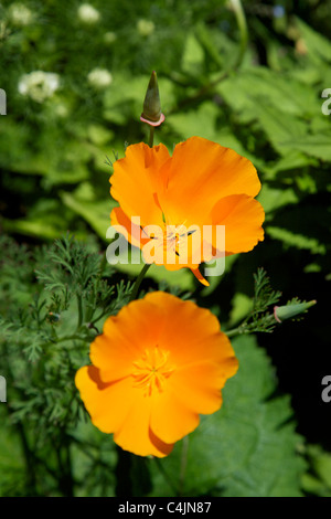 ESCHSCHOLZIA CALIFORNICA CALIFORNIA POPPY THAI SILK COMPACT SINGLE FLUTED BRONZE TINGED FLOWERS IN JUNE Stock Photo