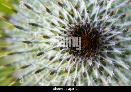 The unopened flower head of a Marsh Thistle or Cirsium palustre Stock Photo