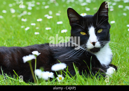 A black and white domestic cat lying amongst lawn daisies (Bellis perennis L.) in a suburban garden in the United Kingdom Stock Photo
