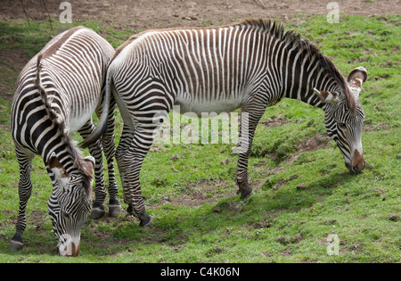 Grevy's zebra Equus grevyi Stock Photo