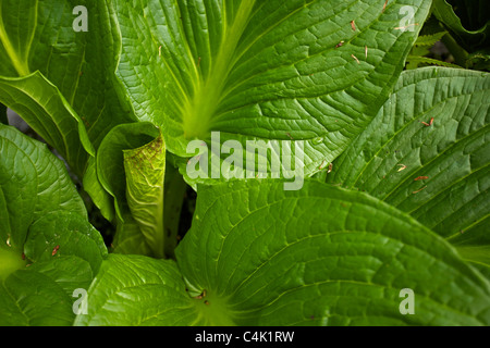 Eastern Skunk cabbage - (Symplocarpus foetidus), New York - Found in eastern North America - Grows in wet areas Stock Photo