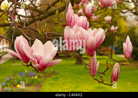 Pink flowers of magnolia in spring Stock Photo