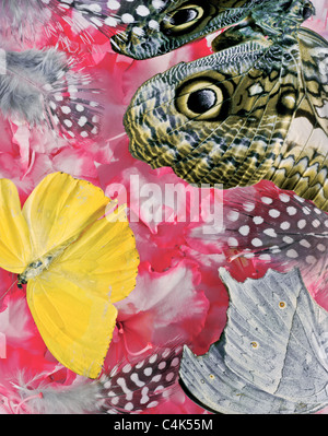 Moth, Butterfly, Feathers and Flowers Stock Photo
