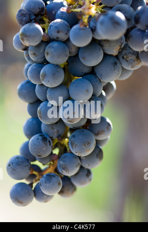 Close-up of Grapes at Vineyard, Niagara-on-the-Lake, Ontario, Canada Stock Photo