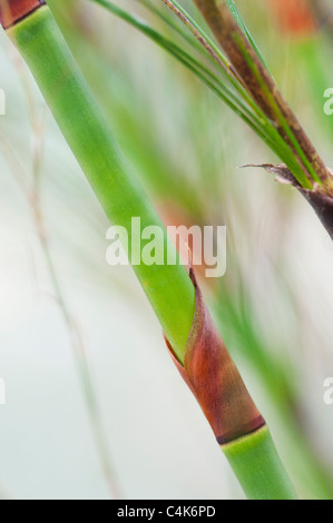 Ischyrolepis Subverticillata. Broom Restio reeds. Cape reed family Stock Photo