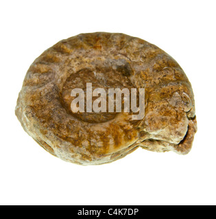 An ammonite fossil. Ammonites (/ˈæmənaɪts/) are an extinct group of marine invertebrate animals in the subclass Ammonoidea Stock Photo