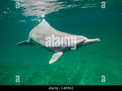 Indo-pacific Humpback Dolphin (Sousa chinensis) Shy, nocturnal hunter. Uncommon. Stock Photo