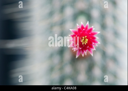 Cleistocactus parviflorus . Flowering Cactus