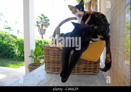 Black cat asleep hanging over edge of wicker basket with it's sibling a tortoise shell sitting on the edge licking it's lips Stock Photo