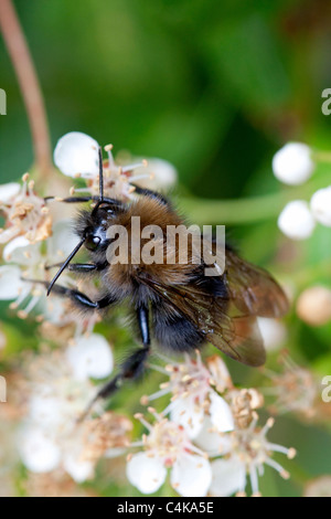 Tree Bumblebee (Bombus hypnorum) on Pyracantha 'Orange Glow' Stock Photo