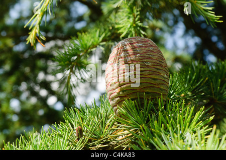 Cone of a Lebanese Cedar (Cedrus libani) Stock Photo