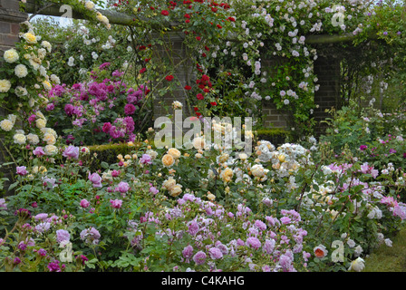 Landscape garden image full top to bottom of colorful roses. An ideal calendar image Stock Photo