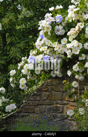 A close up portrait image of an English country garden with lots of colorful flowers draped over a tall stone wall. Stock Photo