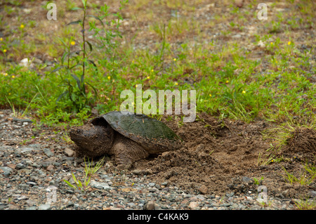 Common Snapping Turtle laying eggs Stock Photo