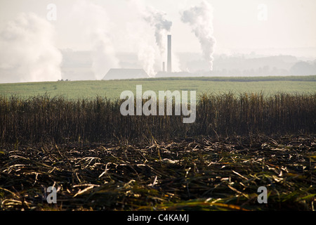 Sugarcane plantation at Ester ethanol and sugar plant, Cosmopolis city region, Sao Paulo State, Brazil. Biofuel processing Stock Photo