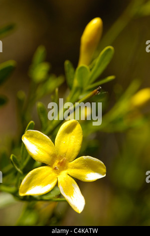 Shrubby Jasmine (Jasminum fruticans) Stock Photo