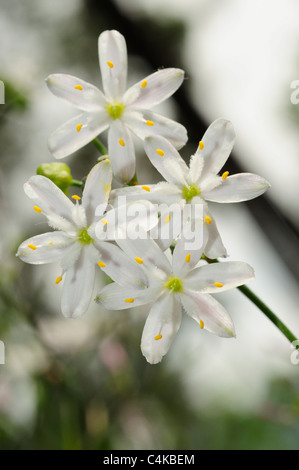 Kerry lily (Simethis planifolia) Stock Photo