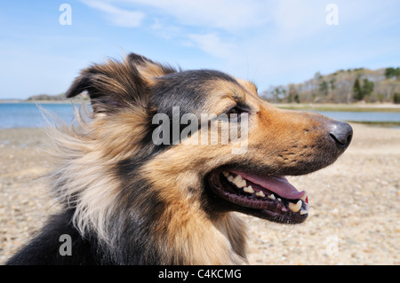 Profile of adult  long haired german shepherd dog sitting on the beach with mouth open smiling and ocean in background. USA Stock Photo