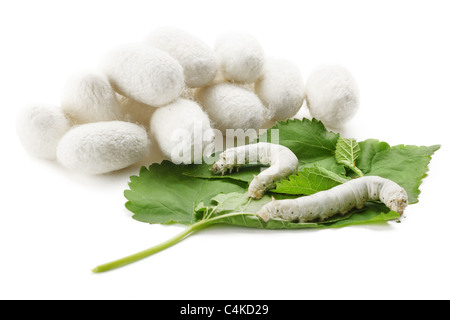 Silk Cocoons with Silkworm on Green Mulberry Leaf Stock Photo