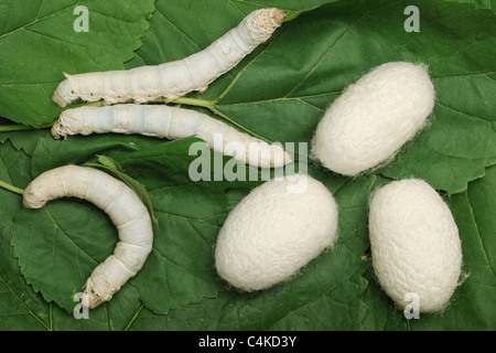 Silk Cocoons with Silkworm on Green Mulberry Leaf Stock Photo