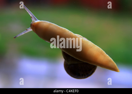 Snails are one of the earliest known types of animals in the world, evidence that they evolved more than 600 million years ago. Stock Photo